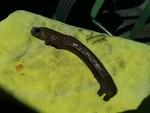 1968 1969 1970 1971 Dodge Charger 11 Inch Left Rear Drum Brake Shoe Lever Mopar. Fixed Price $20.00.